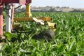 Why do farmers cut the tassels off corn?